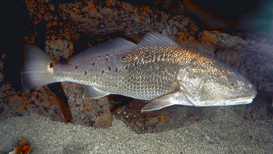 red drum